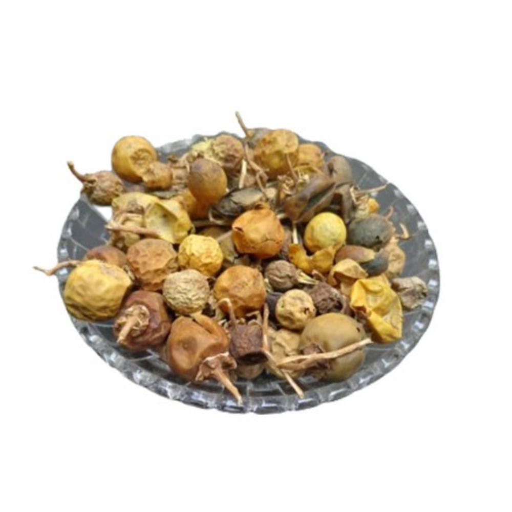 Kateri Fruit - Katehli Fal - Solanum Xanthocarpum - Bhatkatiya - Kantakari | TheWholesalerCo
