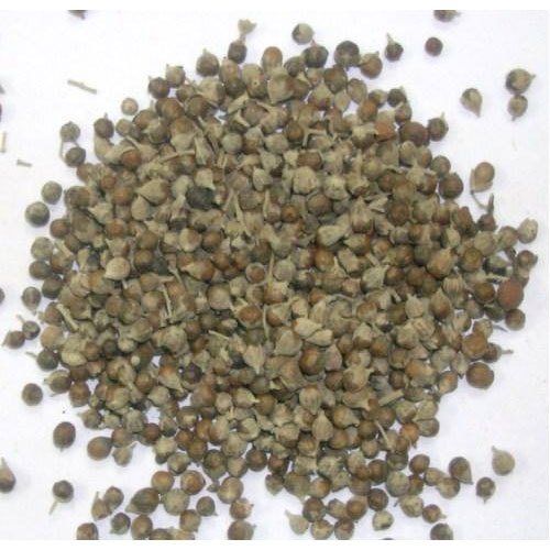 Nirgundi Seeds - Beej Sambhalu - Vitex Negundo - Chaste Seeds | TheWholesaler |