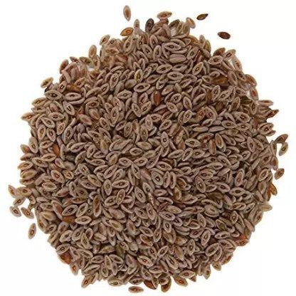 thewholesalerco-Edible Isabgol Seeds - Psyllium Seeds - Isab Gol Beej - Plantago ovata