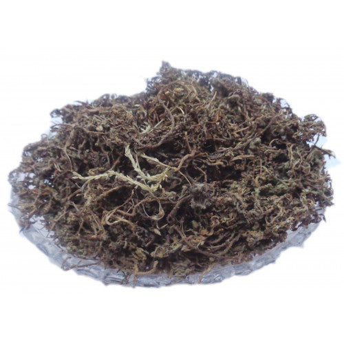 Centipeda minima - Sneeze Wort-TheWholesalerCo-exports-Indian-pure-jadi-booti-herbs-spices-powder-oil-extracts