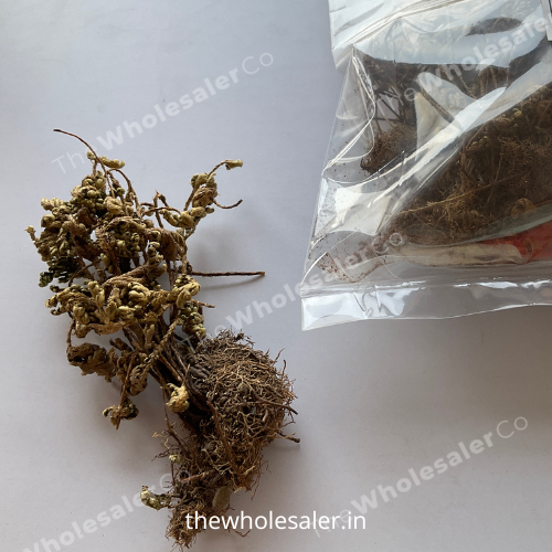 Selaginella Bryopteris - Laxmana Booti, Sanjeevni-TheWholesalerCo-exports-Indian-pure-jadi-booti-herbs-spices-powder-oil-extracts
