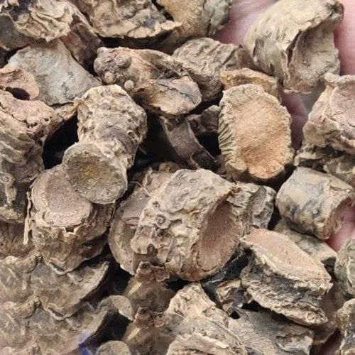 Bergenia ligulata - Pakhanved/Pashanabheda-TheWholesalerCo-exports-Indian-pure-jadi-booti-herbs-spices-powder-oil-extracts