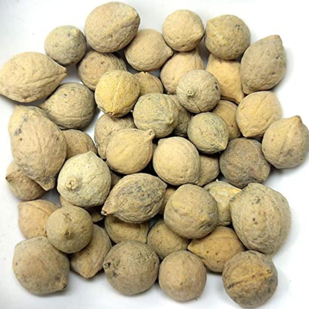 Putranjiva roxburghii - Putrajeevak-TheWholesalerCo-exports-bulk-Indian-pure-original-jadi-booti-whole-herbs-spices-herbal-powder