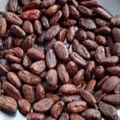 Theobroma cacao - Chocolate/Cocoa-TheWholesalerCo-exports-bulk-Indian-pure-original-premium-chocolate-beans-roasted-powder-nibs-butter