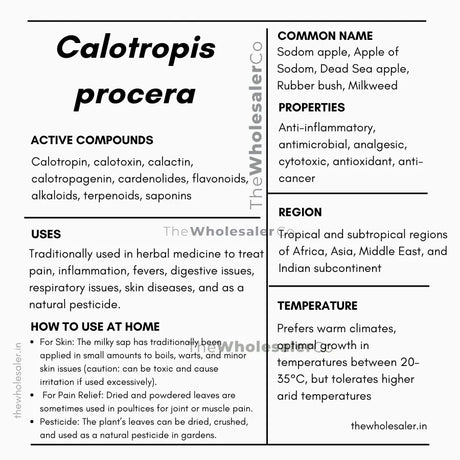 Aak - Madar - Calotropis procera Product vendor