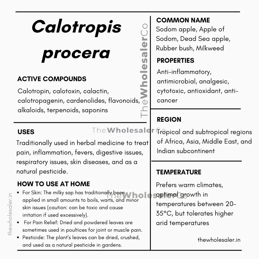 Aak - Madar - Calotropis procera Product vendor