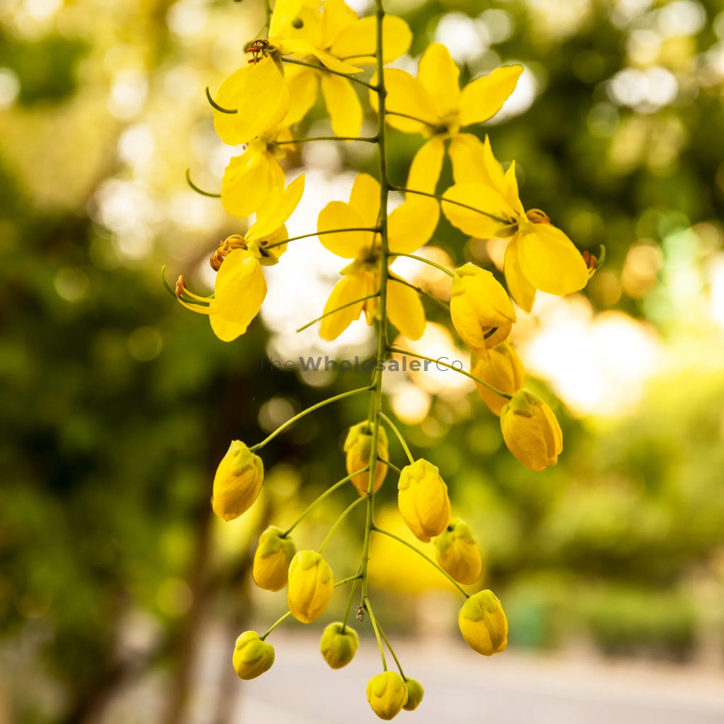 Amaltas Flower Extract - Cassia Fistula - Purpose Herb - TheWholesalerCo