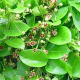Antamul Leaf Extract - Tylophora Indica Product vendor