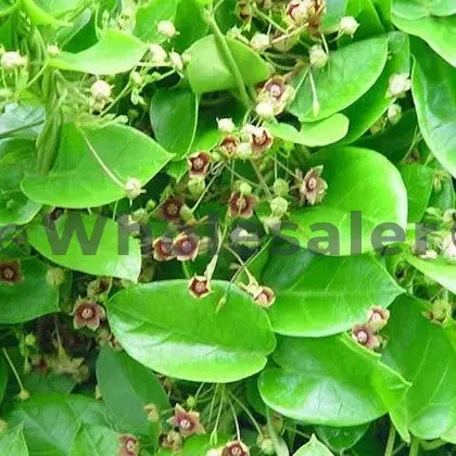 Antamul Leaf Extract - Tylophora Indica Product vendor