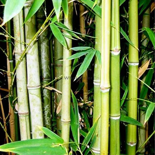 Bamboo Leaf Extract - Bambusa Arundinacea Product vendor