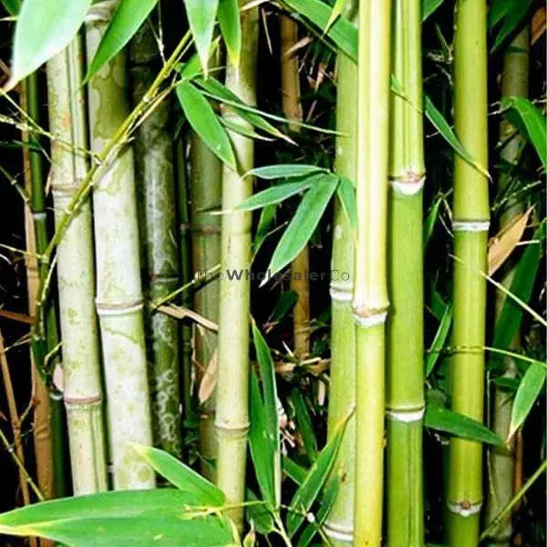 Bamboo Leaf Liquid Extract - Bambusa Arundinacea Product vendor