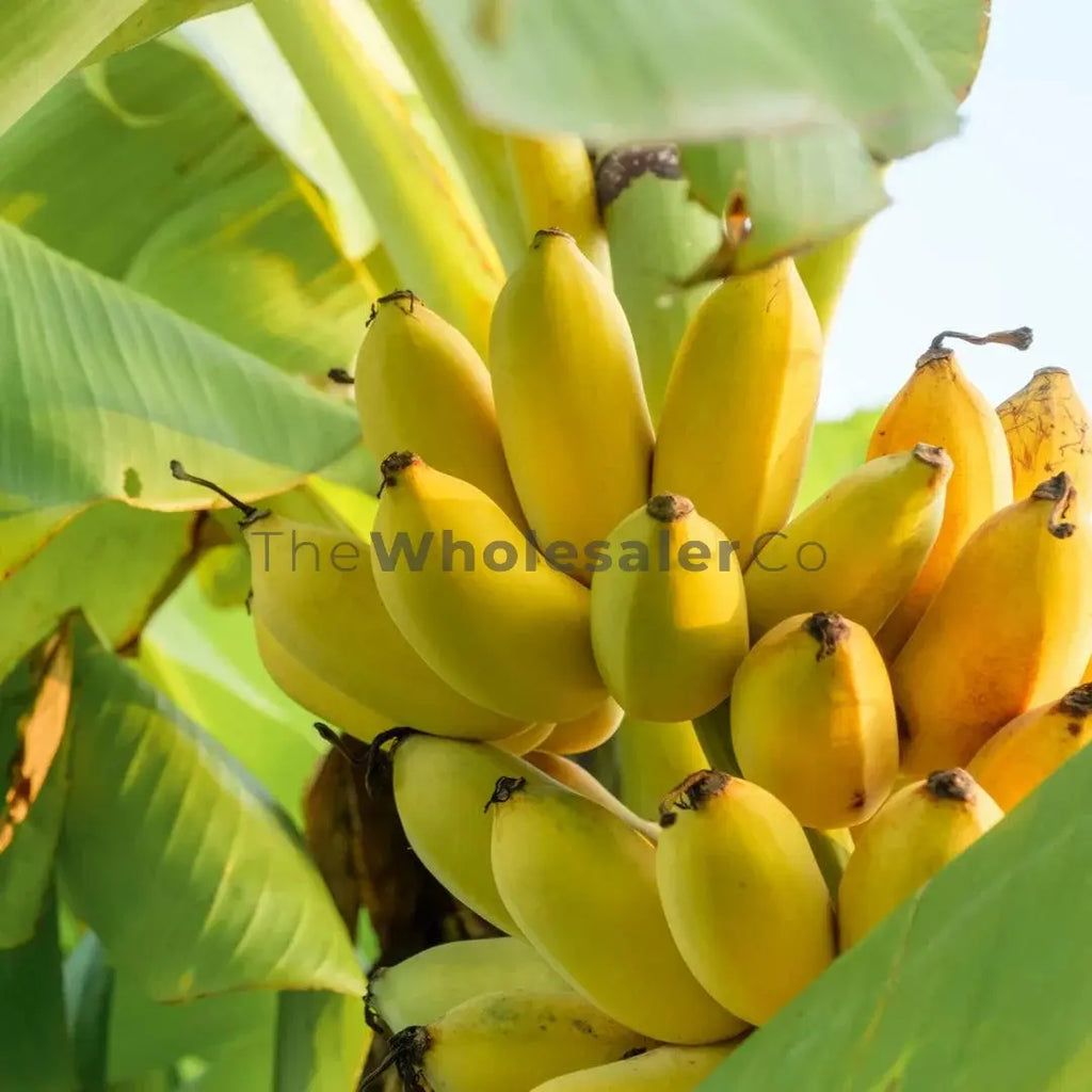 Banana Fruit Extract - Musa