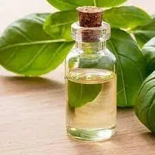 Basil Oil - Ocimum bassillicum  - Essential Oil@WholesalerCo