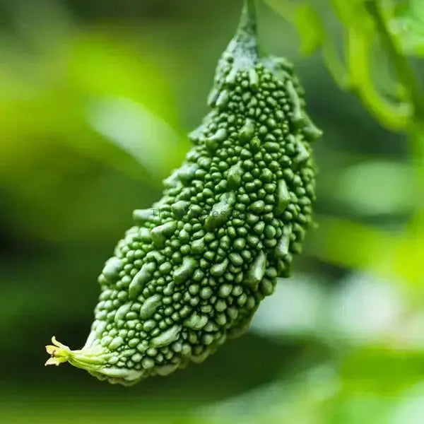 Bitter Gourd (Karela) Extract - Momordica charantia