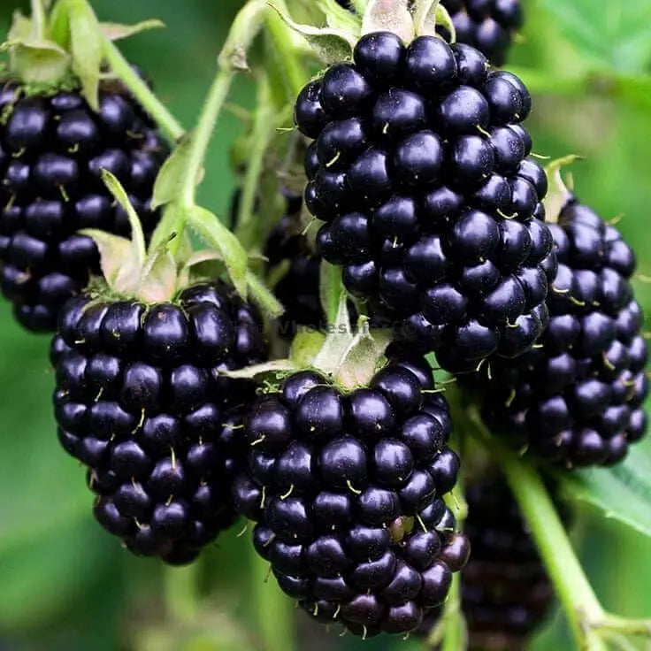 Blackberry Fruit Extract - Rubus fruticosus