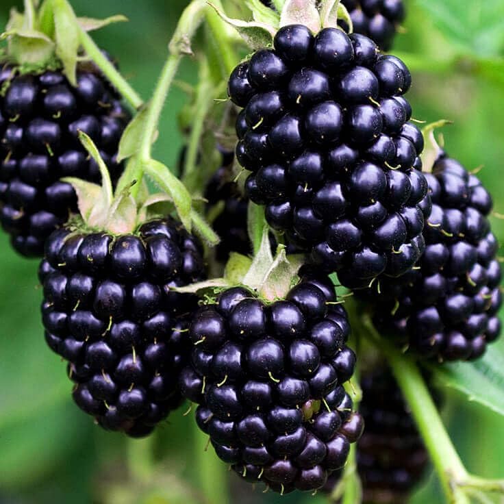 Blackberry Fruit Extract - Rubus fruticosus