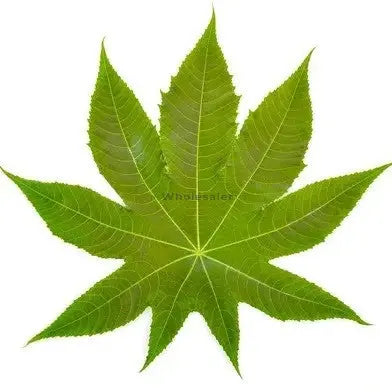 Castor Leaf Extract - Ricinus Communis Linn-WholesalerCo