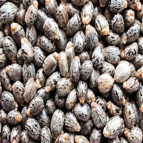 WholesalerCo-Beej Arandi - Ricinus Communis Linn - Castor Seeds