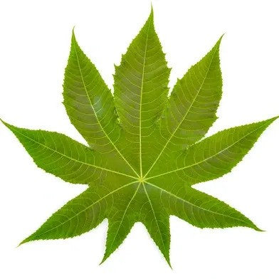 Castor Leaf Extract - Ricinus Communis Linn-TheWholesalerCo