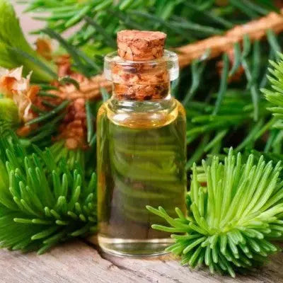 Fir Needle Oil - Abies alba- Bulk Supplier@TheWholesalerCo Prices