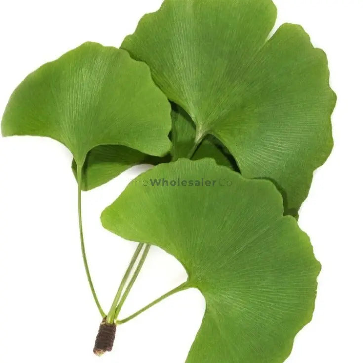 maidenhair-tree-ginkgo-biloba-WholesalerCo