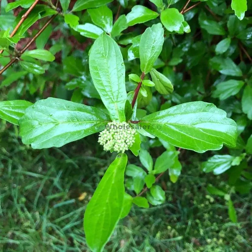 Narvela_Viburnum_foetidum_WholesalerCo