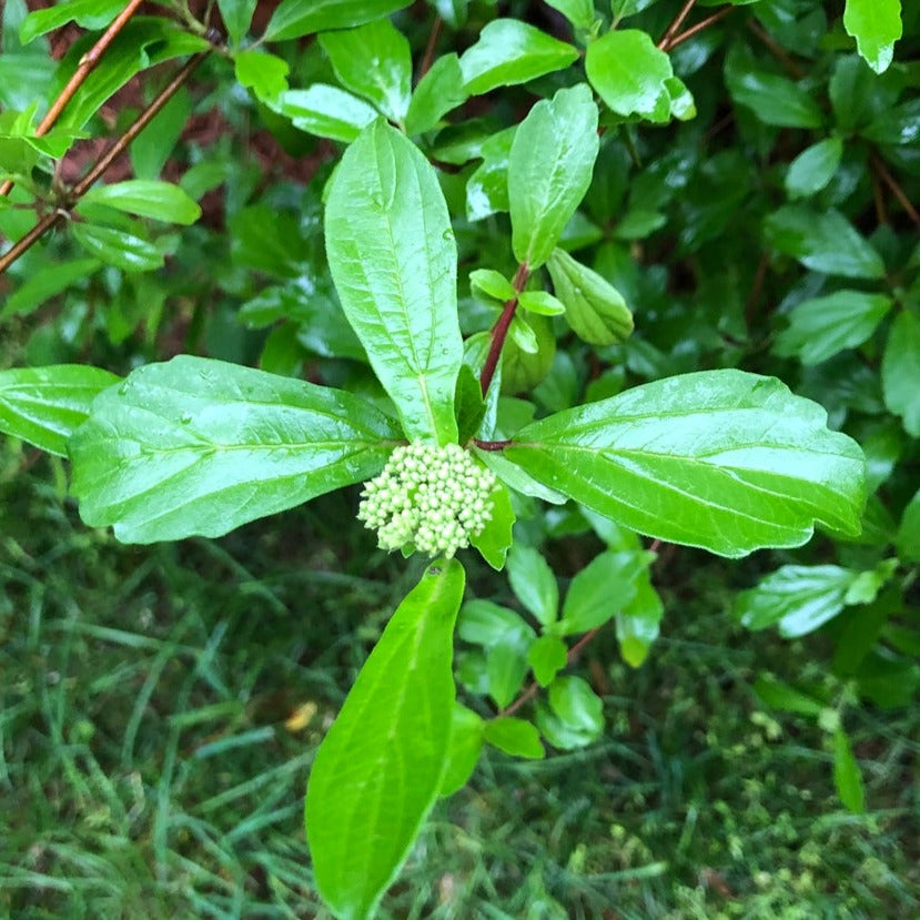 Narvela_Viburnum_foetidum_WholesalerCo