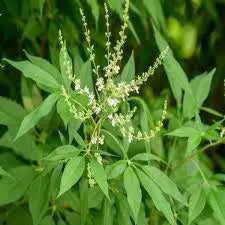 Nirgundi Leaf Extract - Vitex Negundo Product vendor