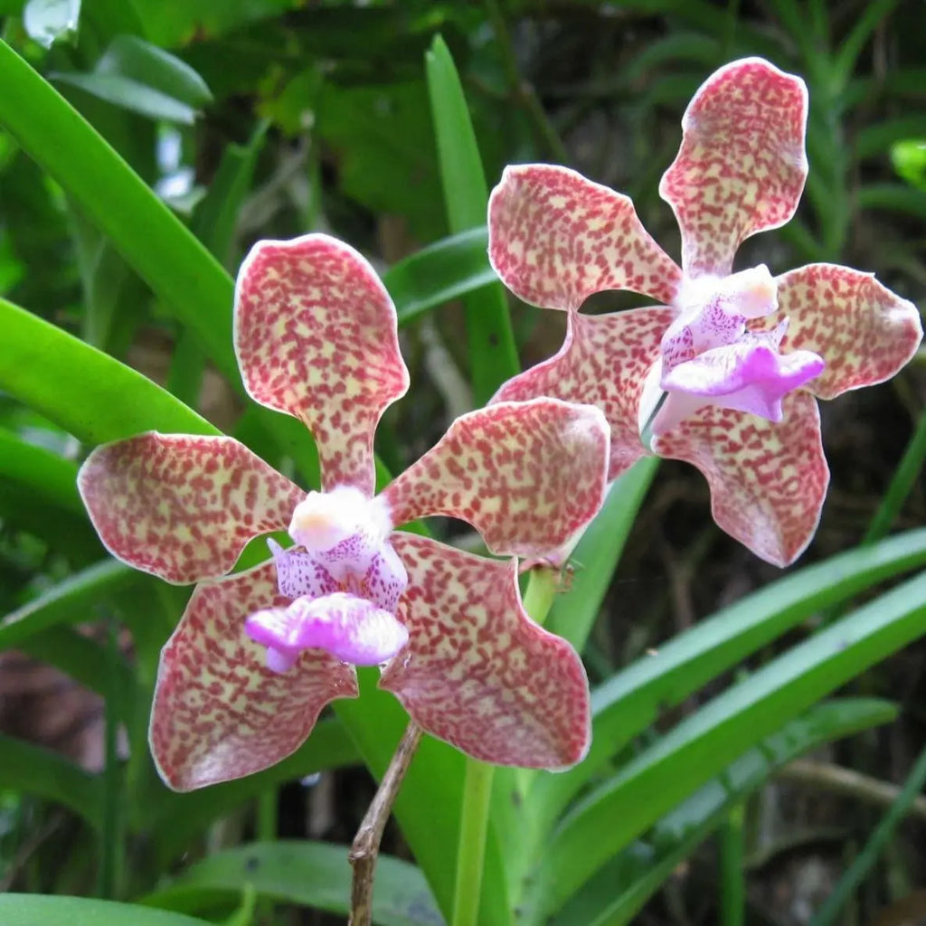 Rasna leaf Liquid Extract - Vanda roxburghii Product vendor