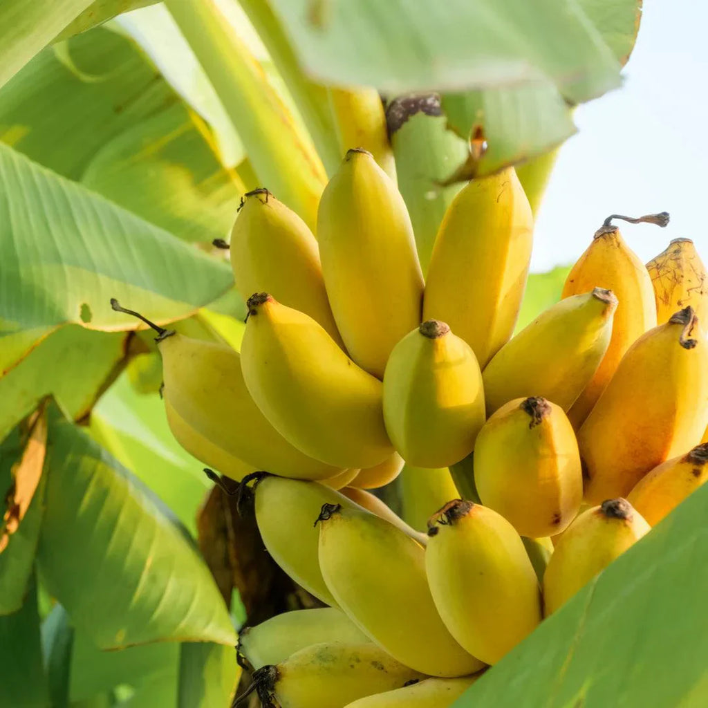 Banana Fruit Extract - Musa