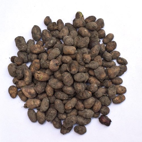 Jamun Guthli - Syzygium Cumini - Eugenia Jambolana Seeds - Blackberry Seeds | Wholesale price - 1 Kg, 5 Kg |