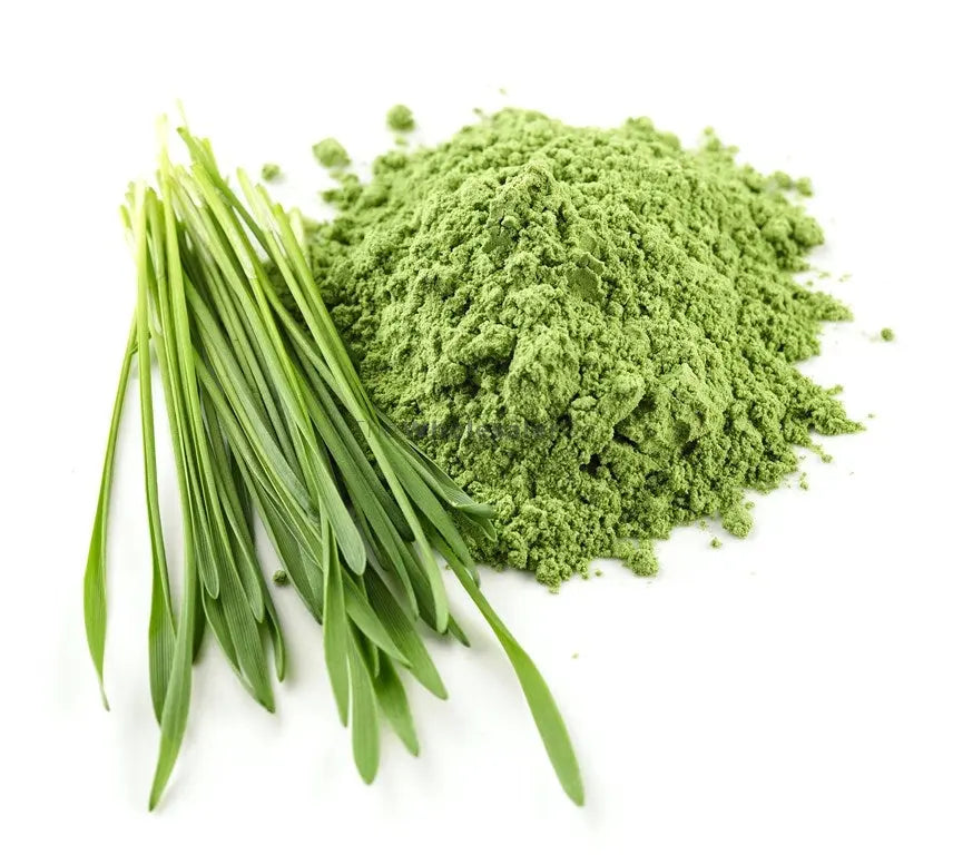 Barley Grass Powder - Hordeum vulgare |