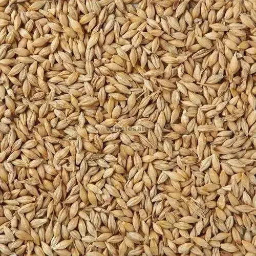 thewholesalerco-Barley - Jau - Hordeum Vulgare