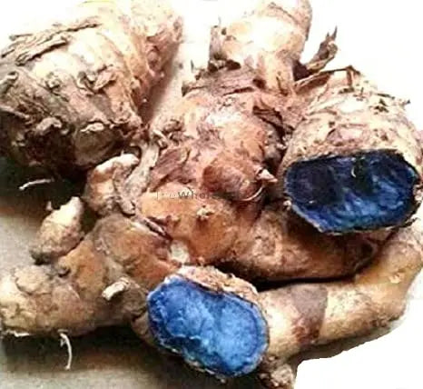 Black Turmeric - Kali Haldi - Nar Kachur - Narkchaur - Curcuma Zerumbet - Zedoary Root | TheWholesalerCo