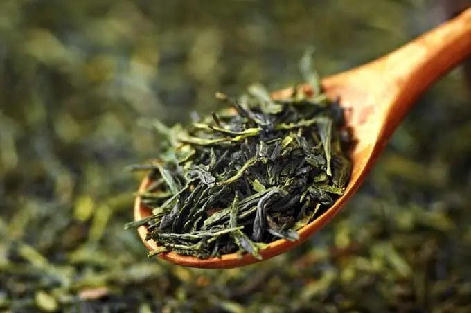 TheWholesalerCo - Green Tea - Camellia sinensis