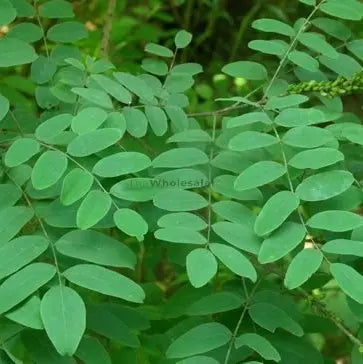 Indigo Leaves - Neel Patti - Indigofera tinctoria | TheWholesalerCo