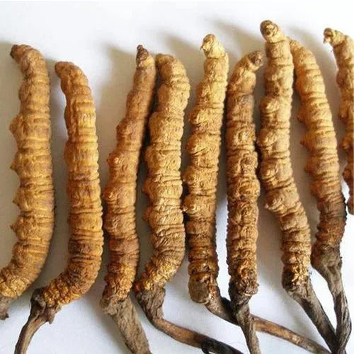 Kida Jadi - Cordyceps Militaris - Mushroom Dried -  Caterpillar Fungus - Yarsagumba |