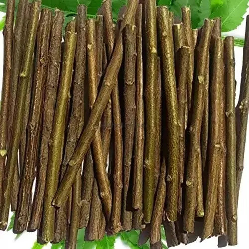 Neem Daatun - Neem stick - Azadirachta indica - Neem toothbrush | TheWholesalerCo