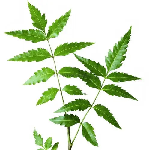 Neem Leaves - Neem Niboli - Azadirachta Indica - Neem patti | TheWholesalerCo |