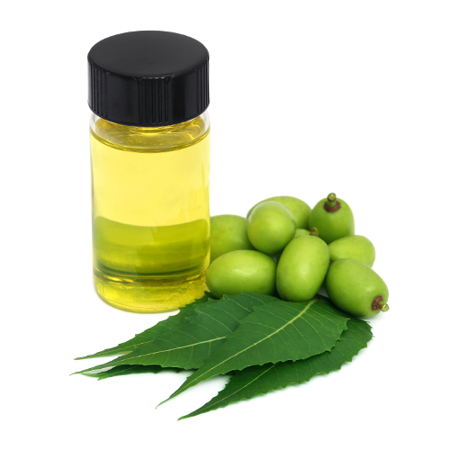 Neem Seed Oil - Azadirachta indica - Cold Pressed