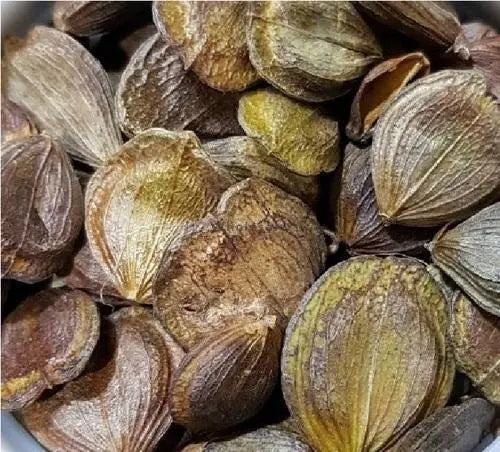 parijat plant seeds online Parijat Patta seed - Harshringar Beej - Harshingar Seeds - Paarijaat Beej