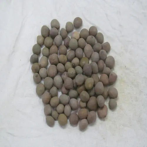 Sagar Goti - Caesalpinia Bonducella - Fever Nuts- Bulk Supplier ...