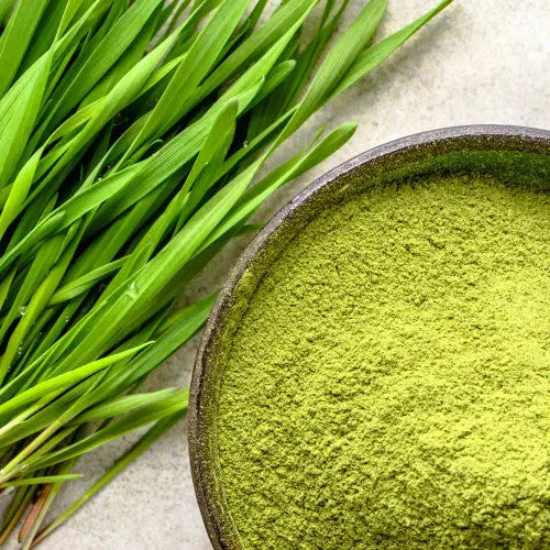 Wheatgrass Powder - Triticum aestivum |