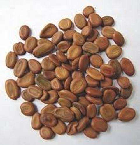 Beej Siras Lal - Beej Saras Lal - Red Siras Seeds - Albizia lebbeck | 1Kg, 5Kg Wholesale price |