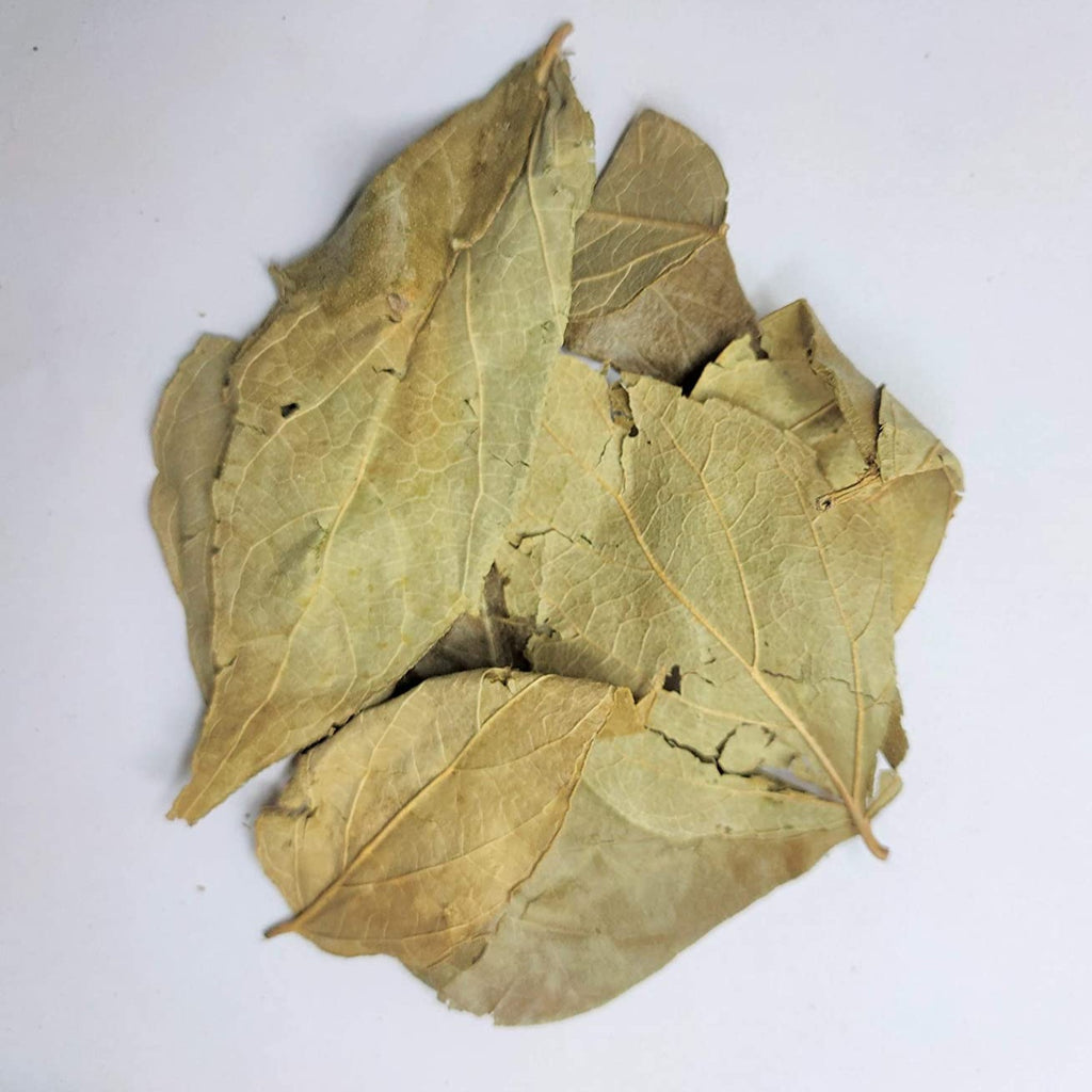 Parijat Patta - Harshringar Patta - Parijaat Leaves - Nyctanthes Arbor-Tristis - Night Jasmine | TheWholesalerCo |