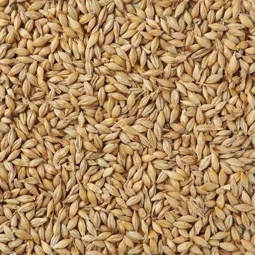 thewholesalerco-Barley - Jau - Hordeum Vulgare