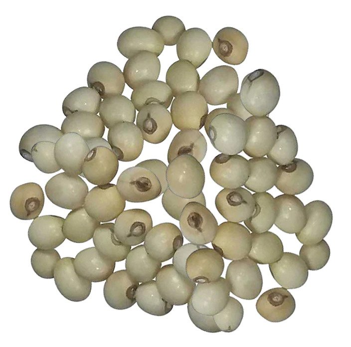 thewholesalerco-Gunja Safed Seeds - Chirmati Safed Beej - White Ratti - Rosary Pea - Abrus Precatorius