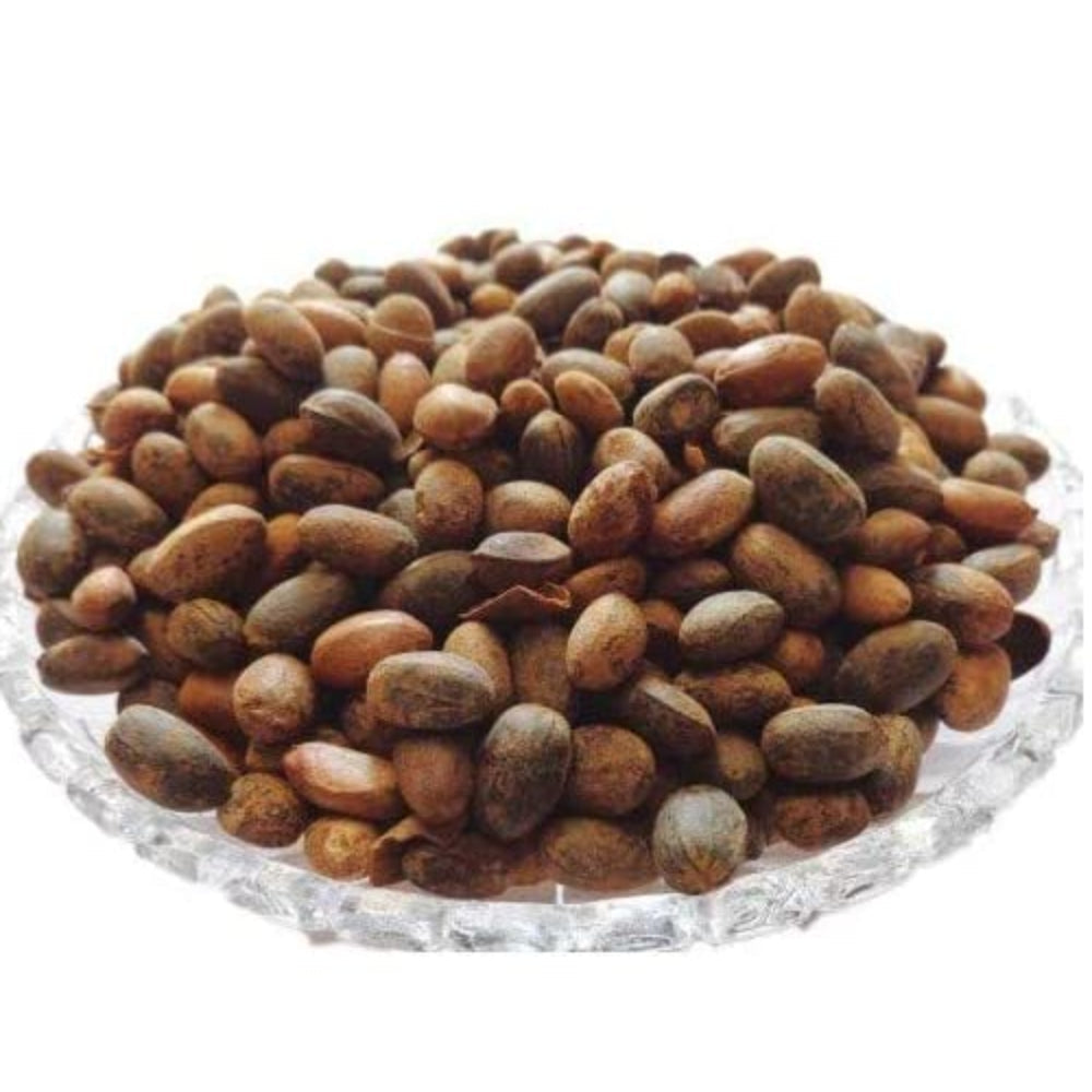 thewholesalerco-Jamalghota Beej - Jamalgota Seeds - Croton Seeds - Nepala - Croton Tiglium