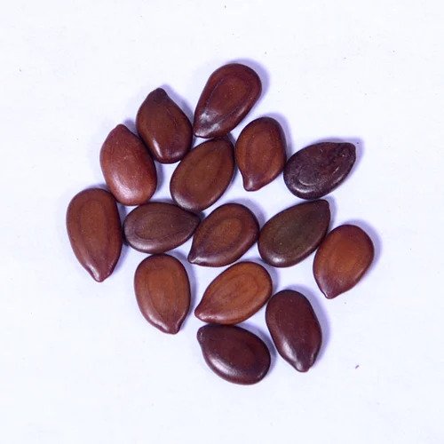 thewholesalerco-Subabul Seeds - Safed Babool Beej - Leucaena leucocephala - Babul Seed