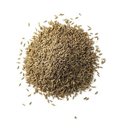 Jeera - Cumin seed - Cuminum cyminum | Buy Spices at Wholesale Price